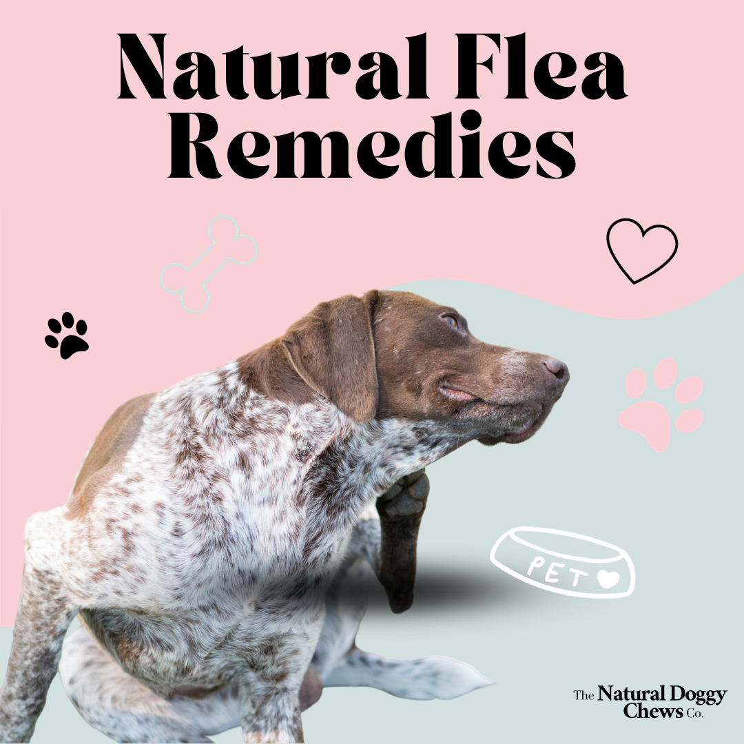 Picture Idea: Effective Natural Flea Remedies For Your Dog S Comfort