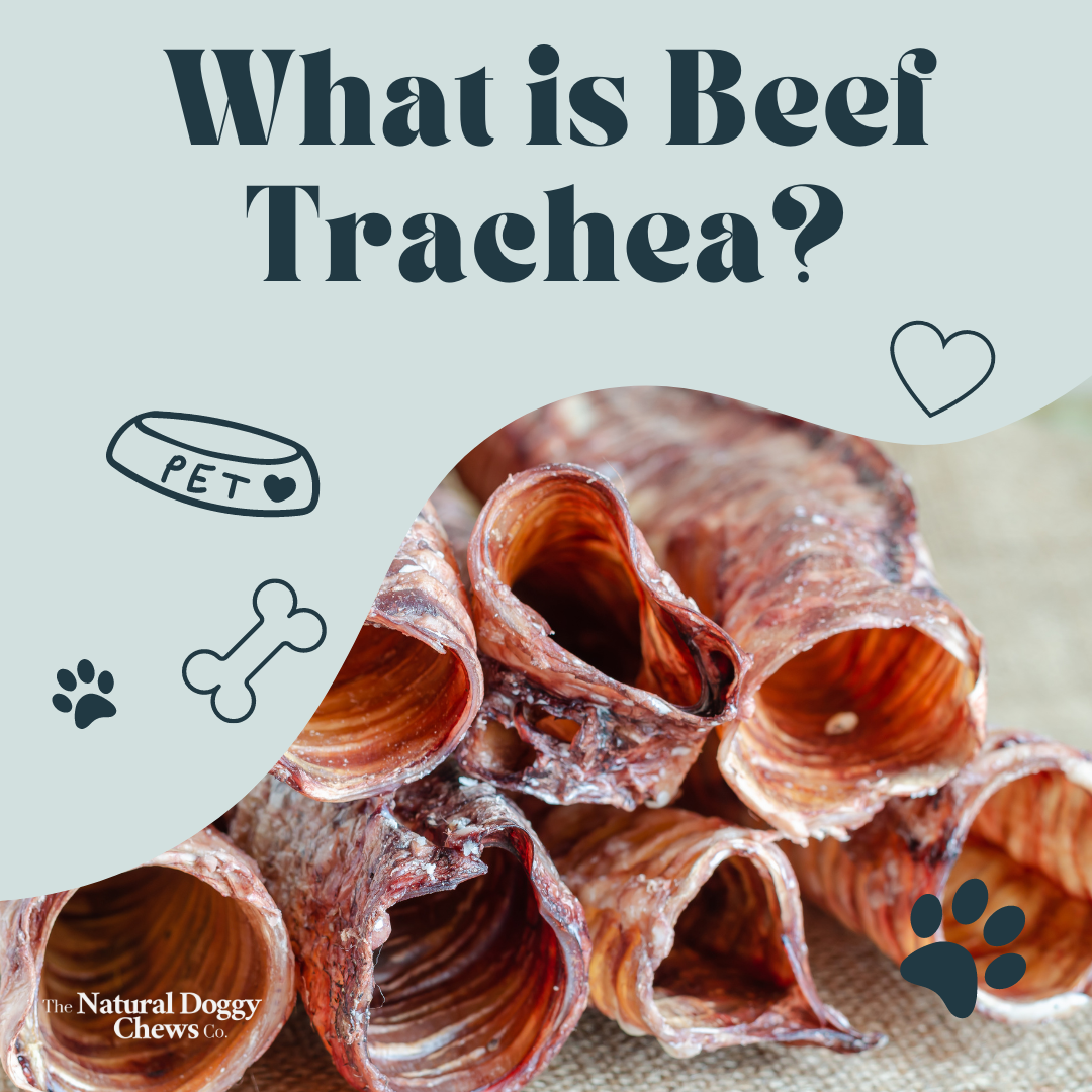 Beef Trachea for Dogs A Natural Dental Delight with Packed Benefits
