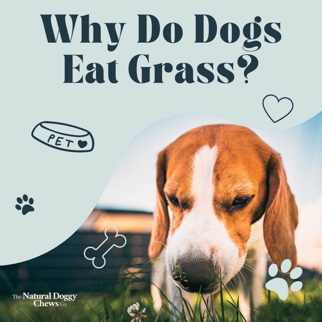 Beautiful view of Why Do Dogs Crave Eating Grass Blades