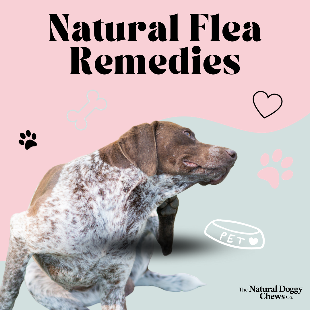 Homemade flea remedy for dogs best sale