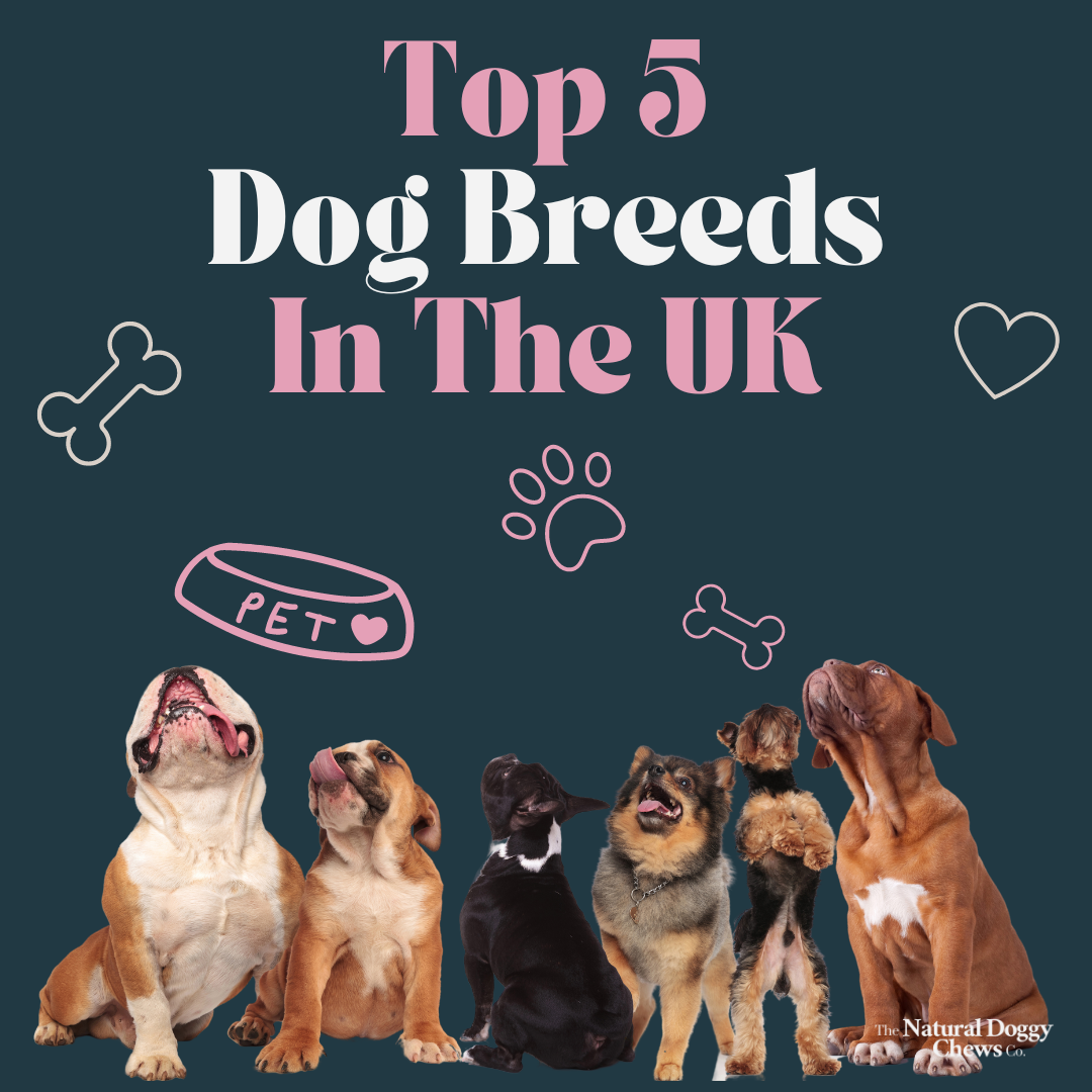 Exploring the Top 5 Dog Breed Types in the UK: Positives and Negatives ...